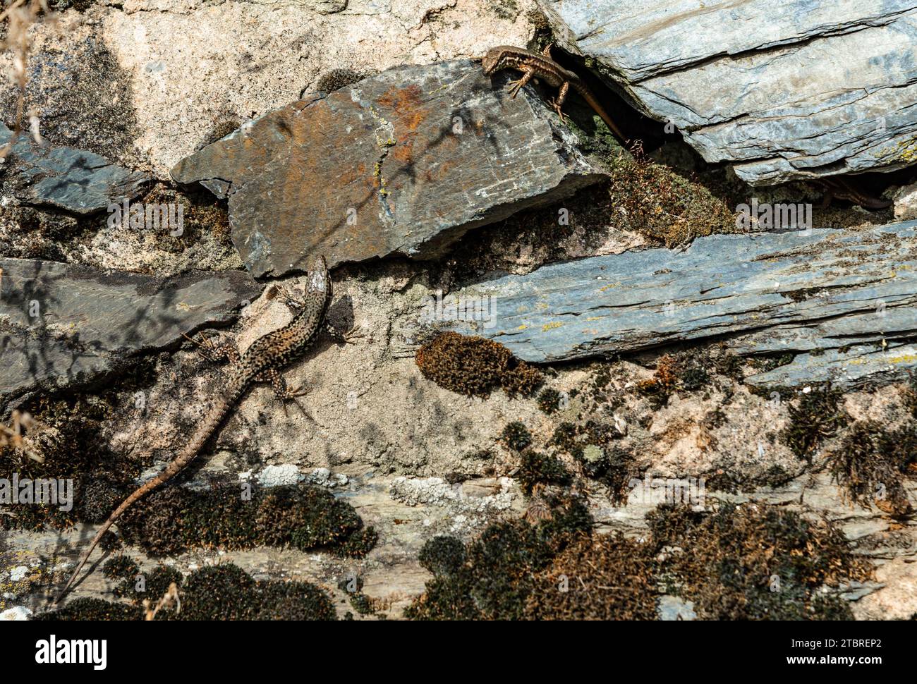 Lizard Stone Two lizards on a natural stone wall made of slate in the Schweich ...
