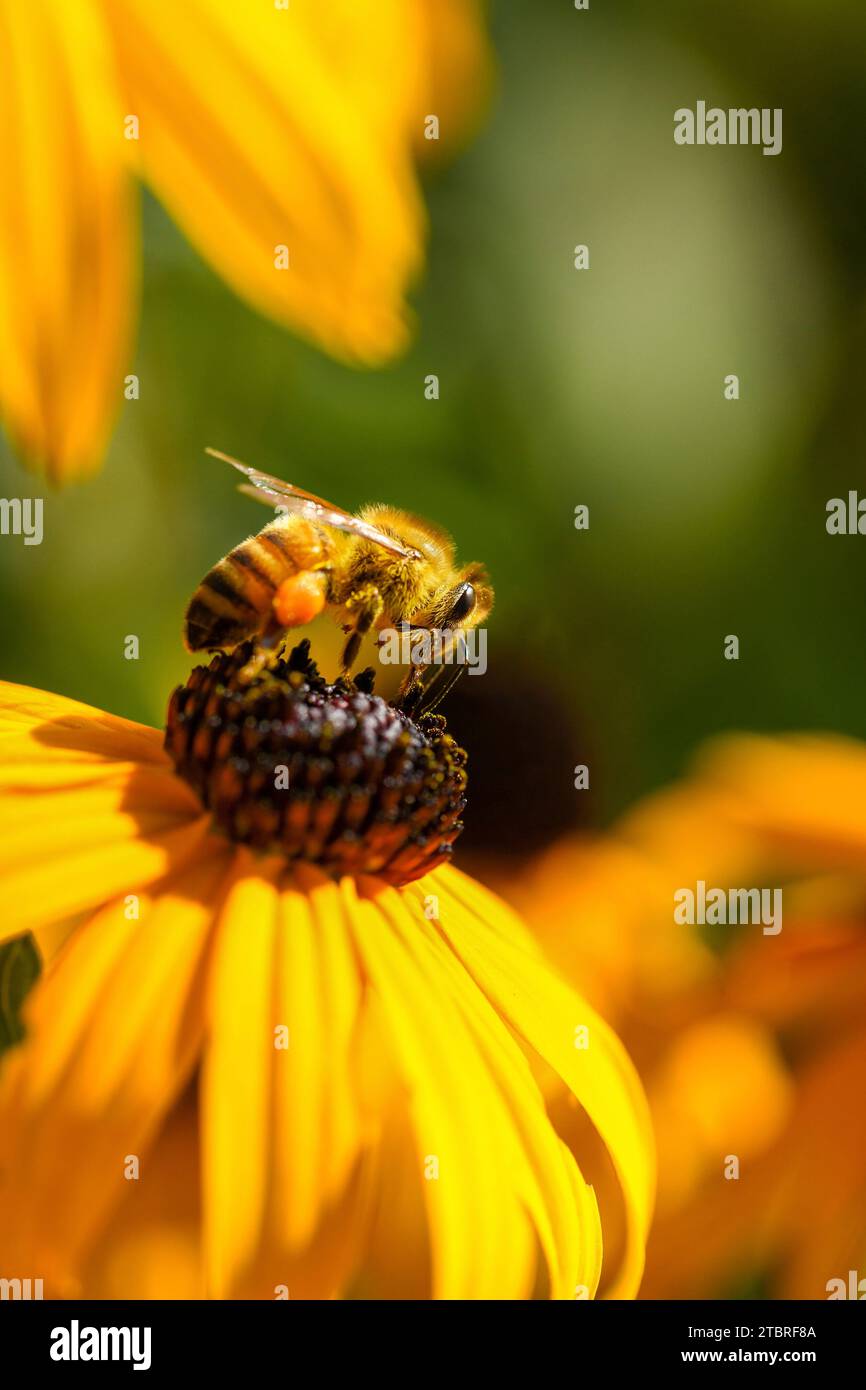 Bee apis mellifera family hi-res stock photography and images - Alamy
