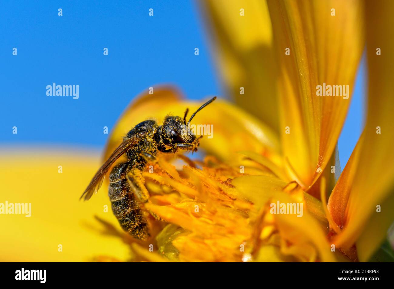Wild bee, spotted stelis bee, Stelis punctulatissima Stock Photo
