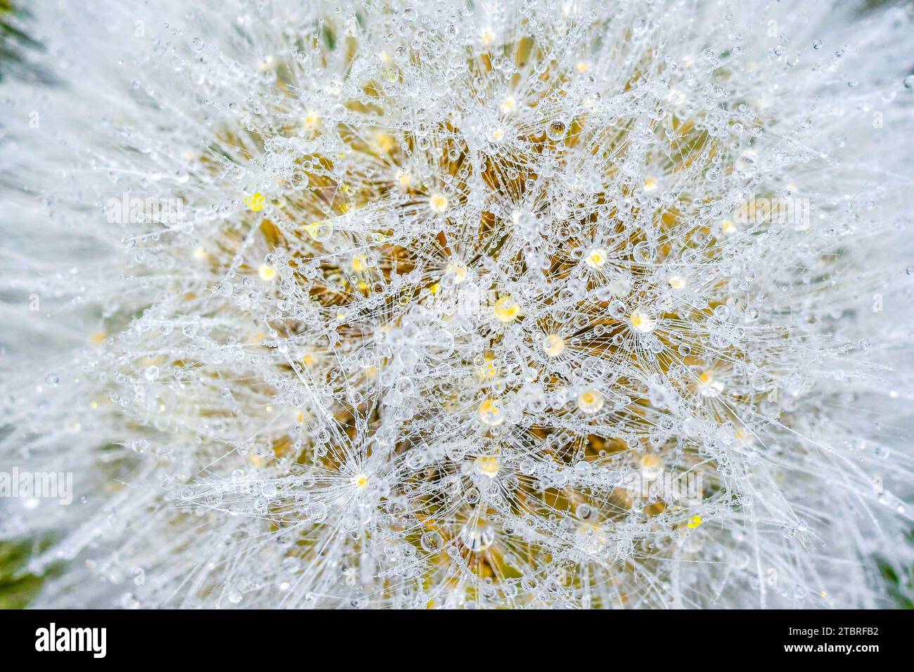 Common dandelion, Taraxacum officinale Stock Photo