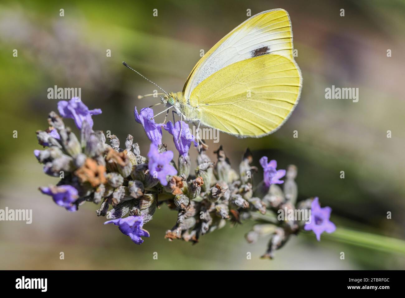 Pieris brassicae, Large cabbage white, butterfly Stock Photo
