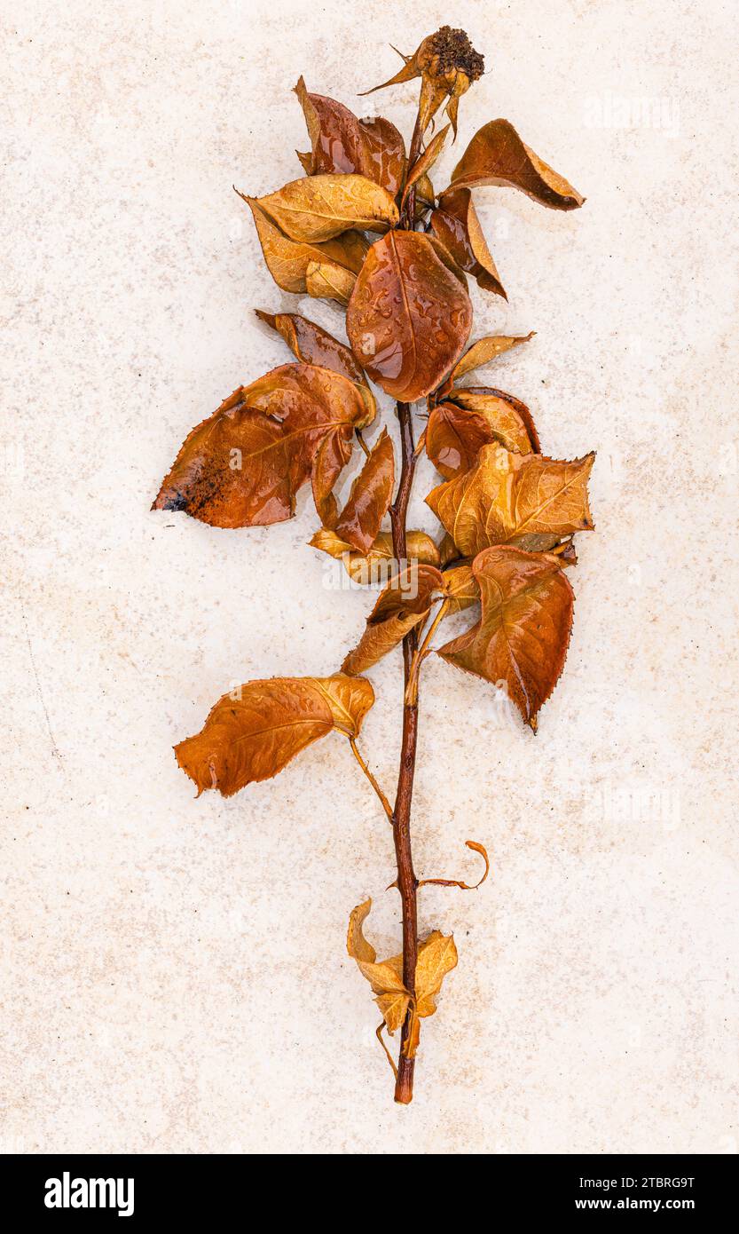 Dried rose on a light background, floral still life Stock Photo - Alamy