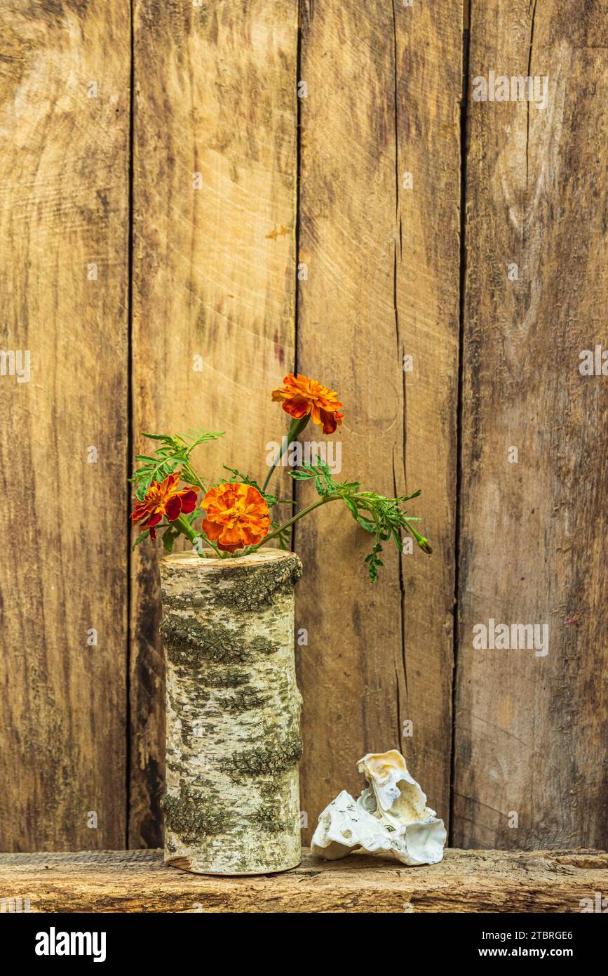 Wooden vase made of birch with French marigold (Tagetes patula) and flotsam and jetsam Stock Photo