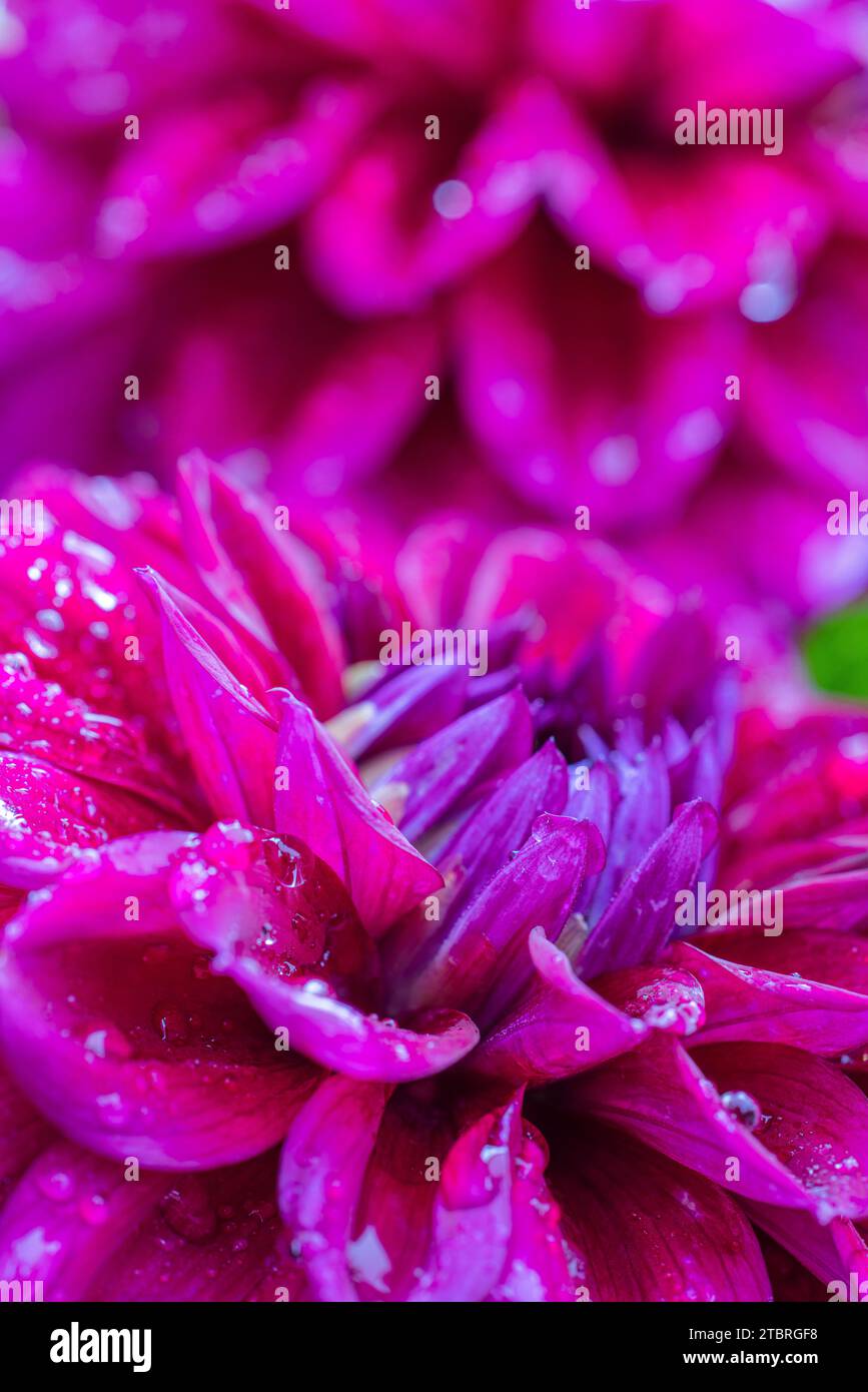 Dahlias in full bloom, raindrops Stock Photo