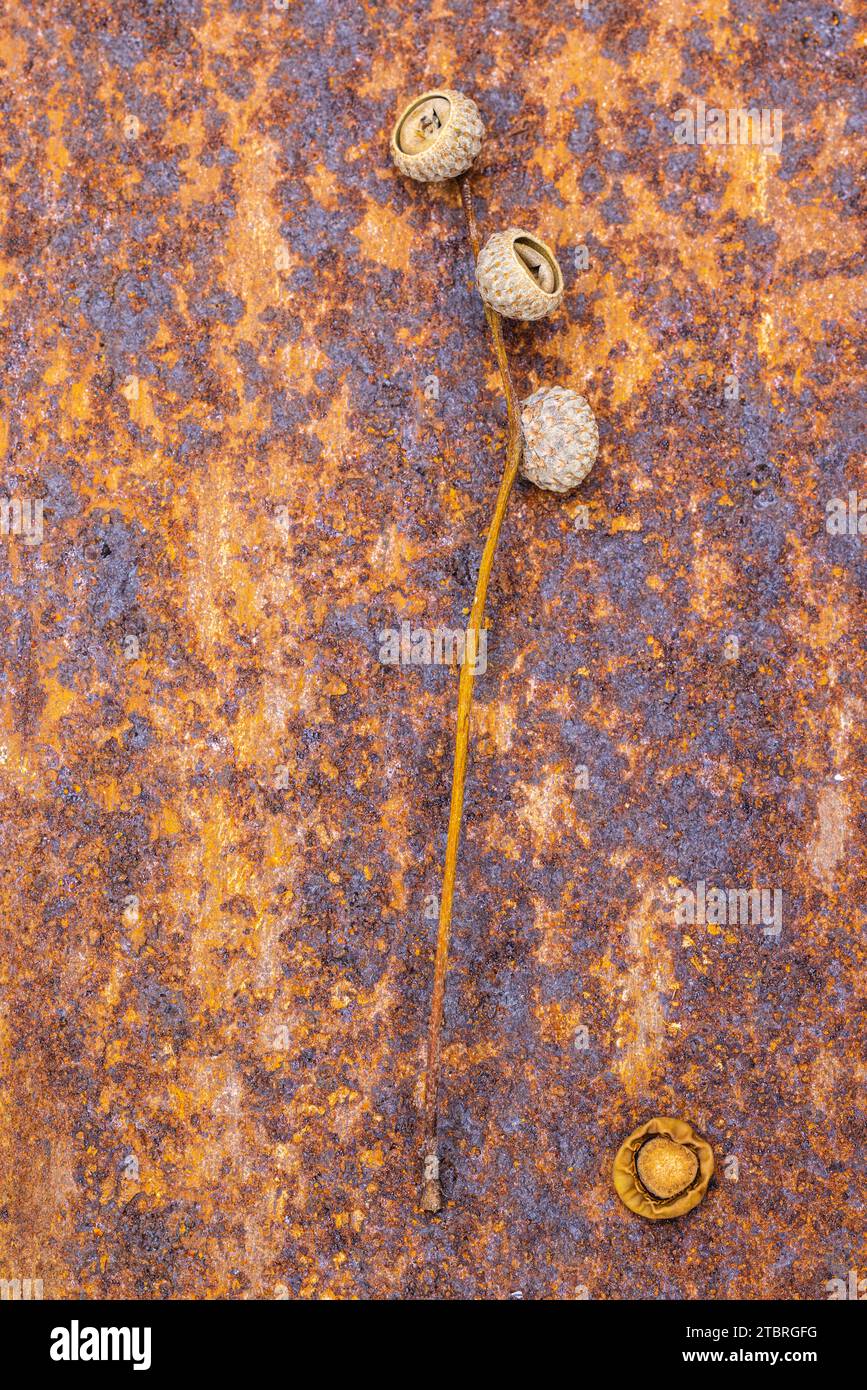 Fruit of the oak on a rusty background, still life Stock Photo