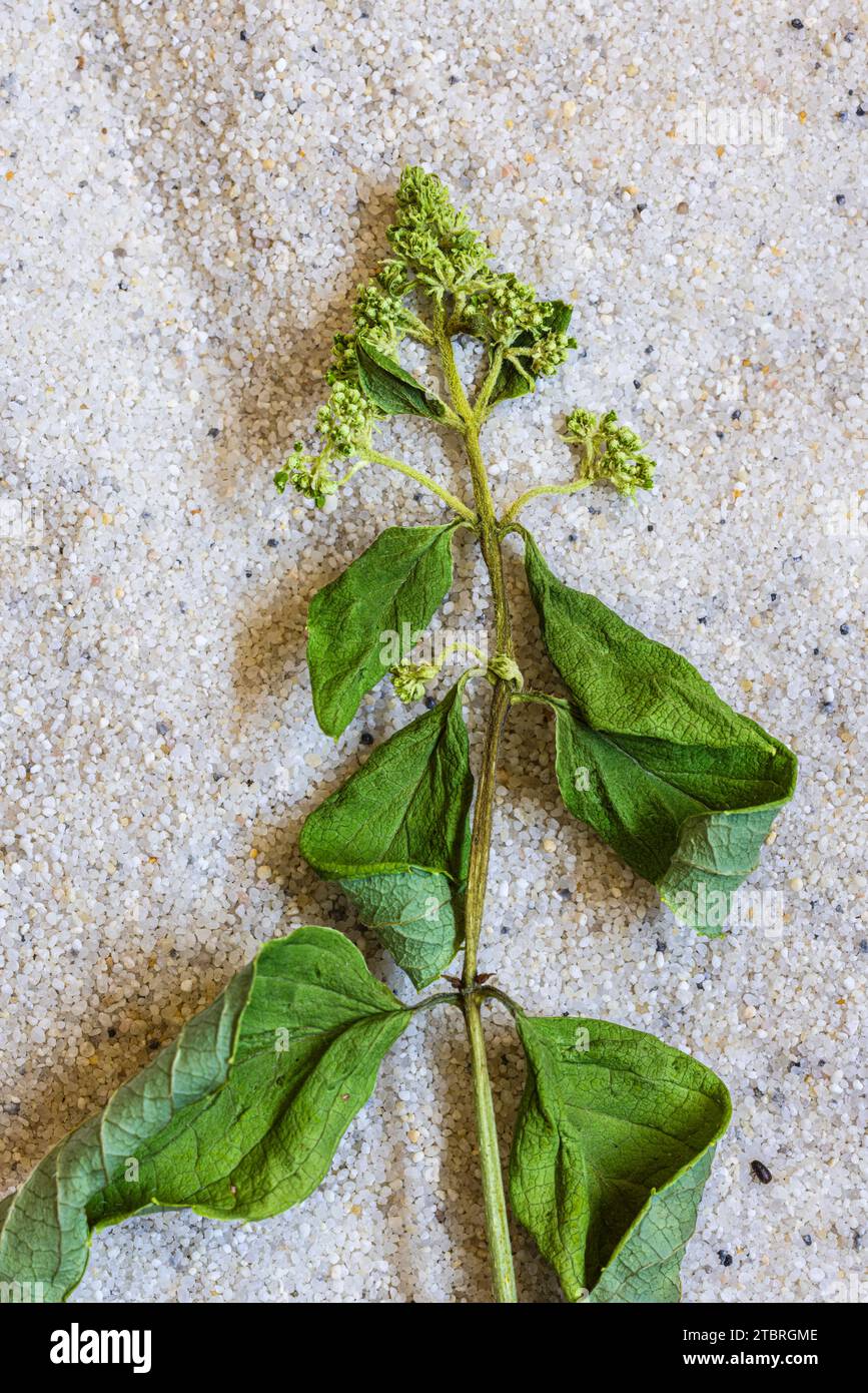 Withered hydrangea branch on sand, still life Stock Photo
