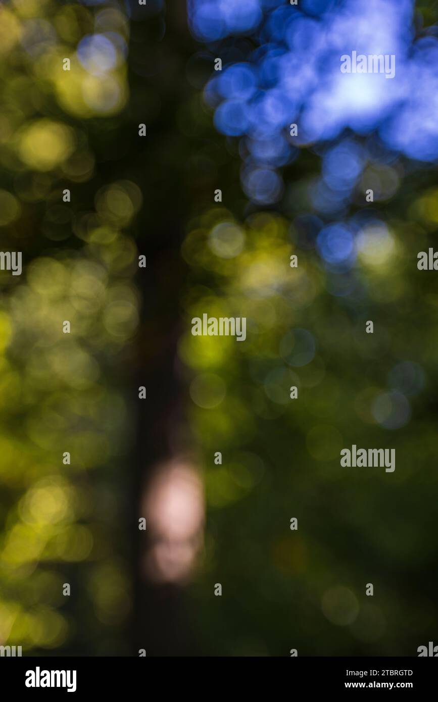 Defocused abstract nature background with leaves and bokeh lights from the natural forest Stock Photo