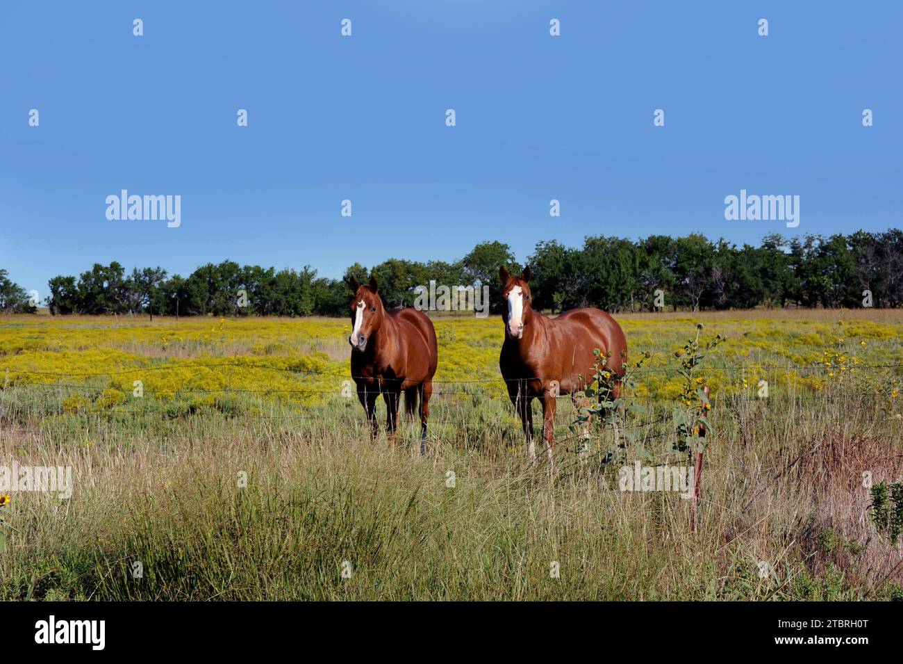 Chestnut horses hi-res stock photography and images - Alamy