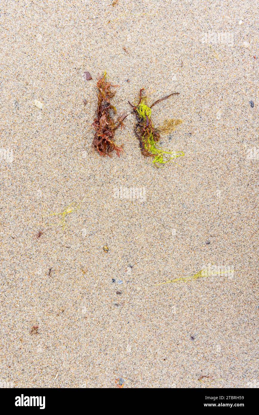 Full-size view of beach sand with seaweed, top view Stock Photo