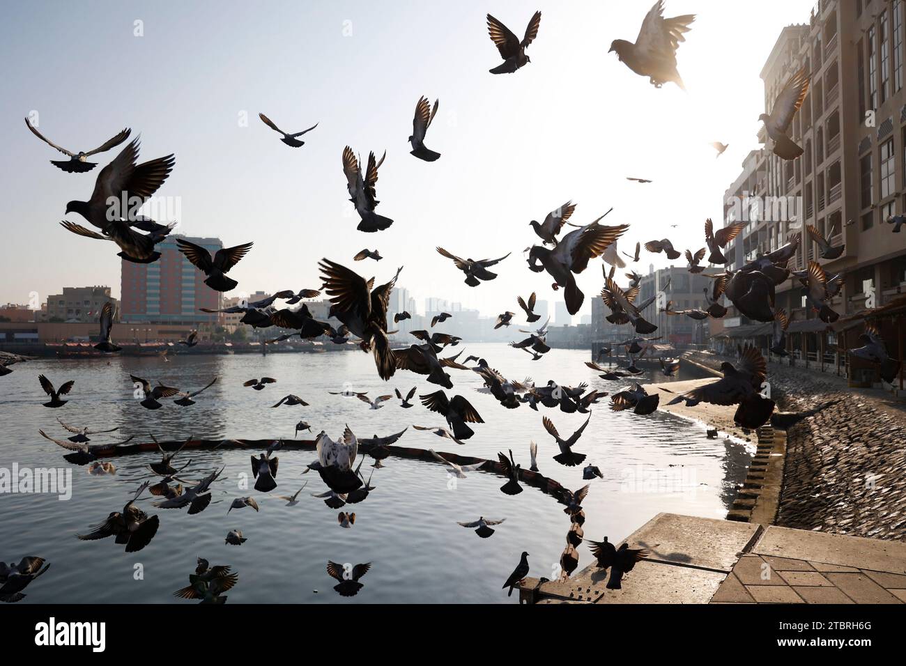 Large flock of pigeons flying at the Dubai Creek in the morning, Dubai, UAE. Stock Photo