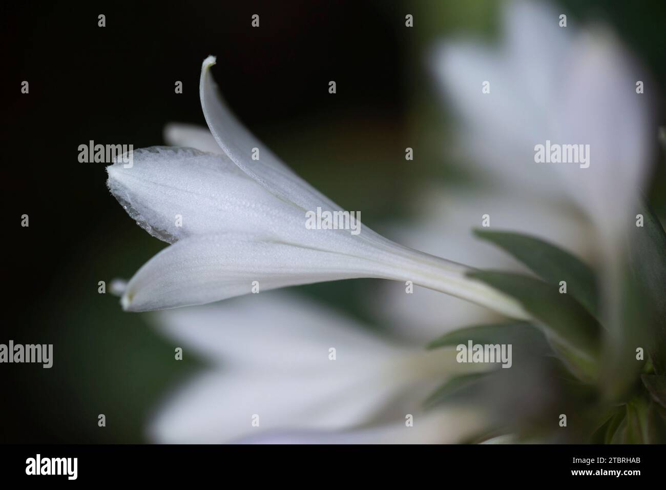 Hosta, close-up, white blossom, garden, summer Stock Photo