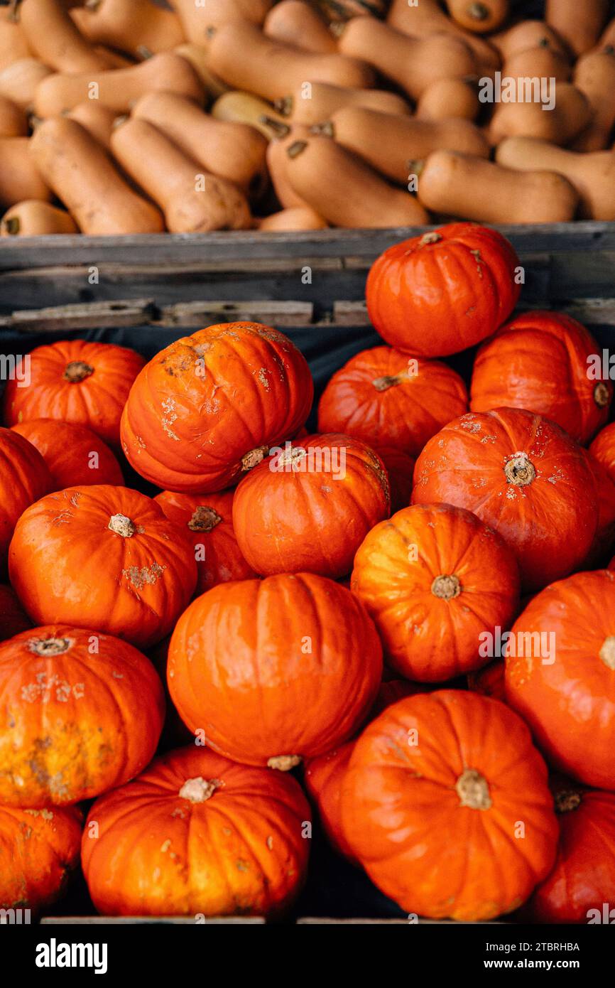 Hokkaido and butternut pumpkins Stock Photo - Alamy