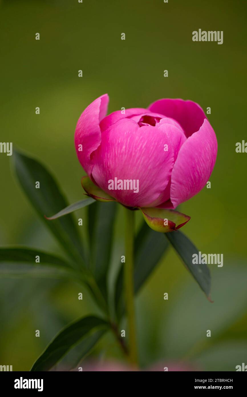 Peony, Paeonia, flower bud, summer Stock Photo