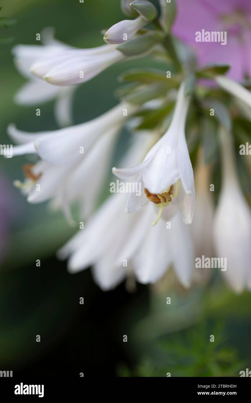 Hosta, close-up, white blossom, garden, summer Stock Photo