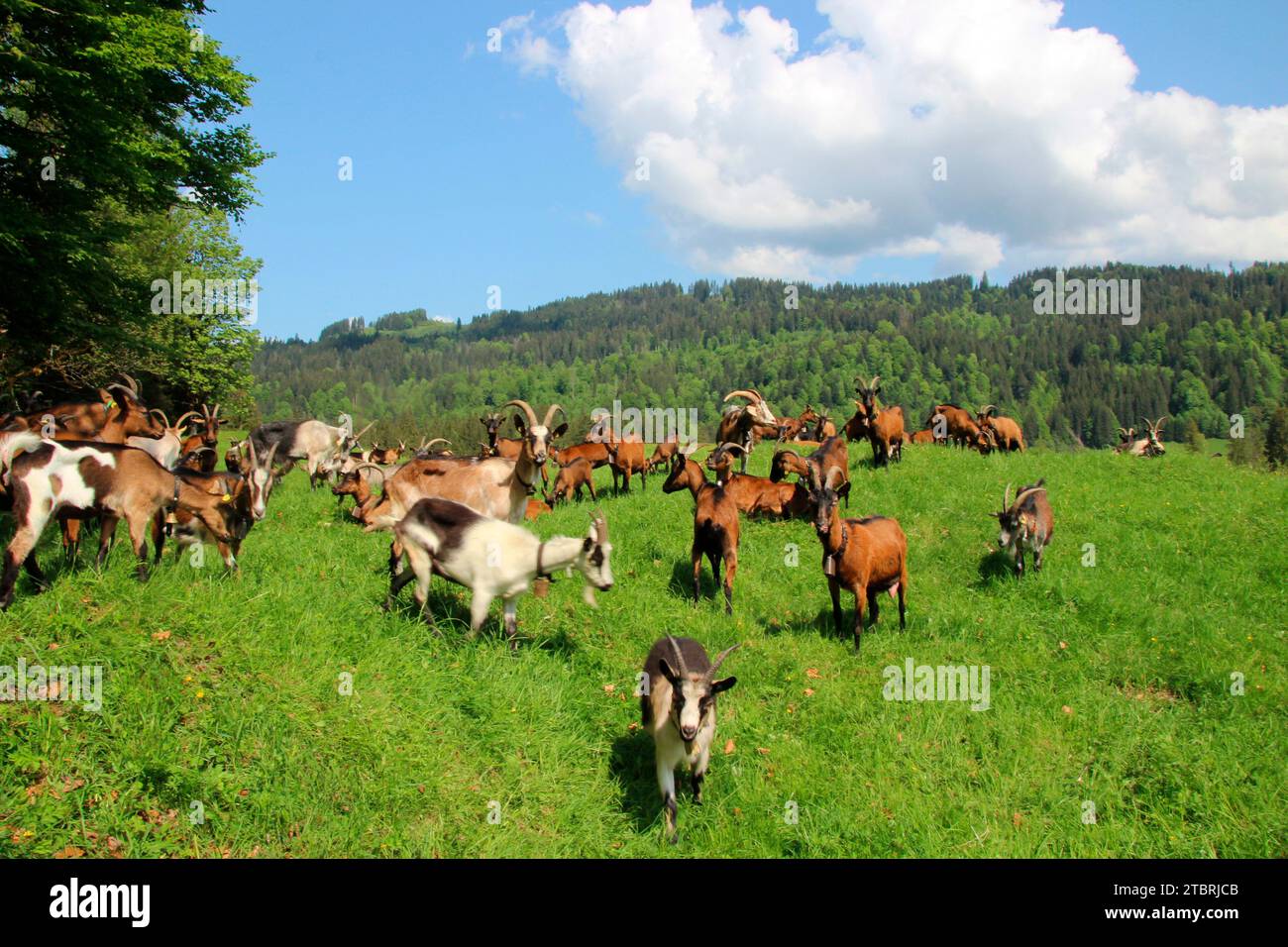 Goats on mountain meadow near Elmau Castle, mixed herd, cultural landscape management, goat herd, grazing, edge of forest, Germany, Bavaria, Upper Bavaria, Mittenwald Stock Photo