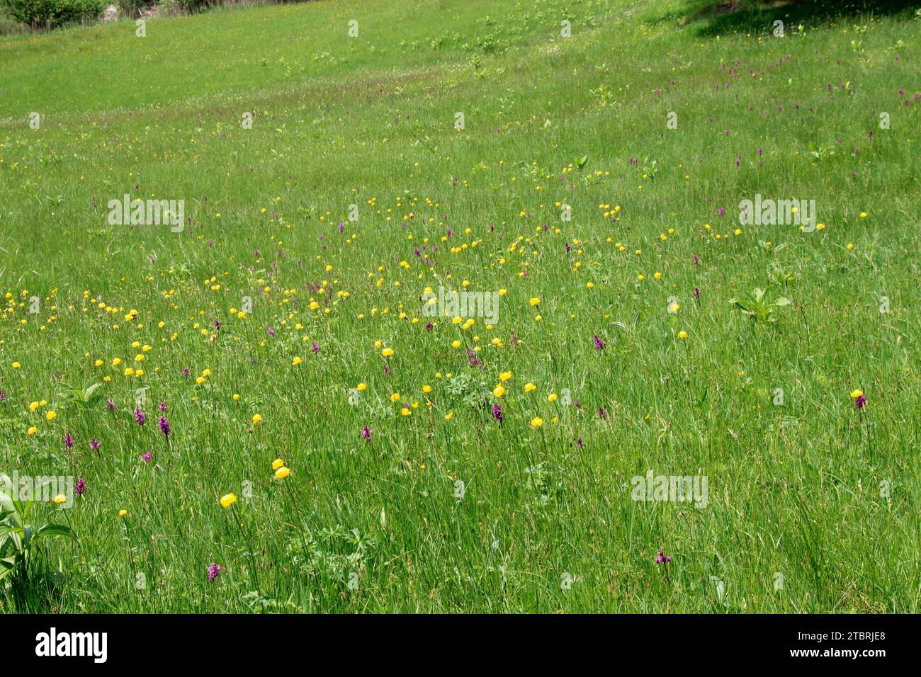 Alpine flower meadow, Trollflower (Trollius europaeus) Germany, Bavaria, Werdenfels, Geroldsee, Krün, in spring, Stock Photo
