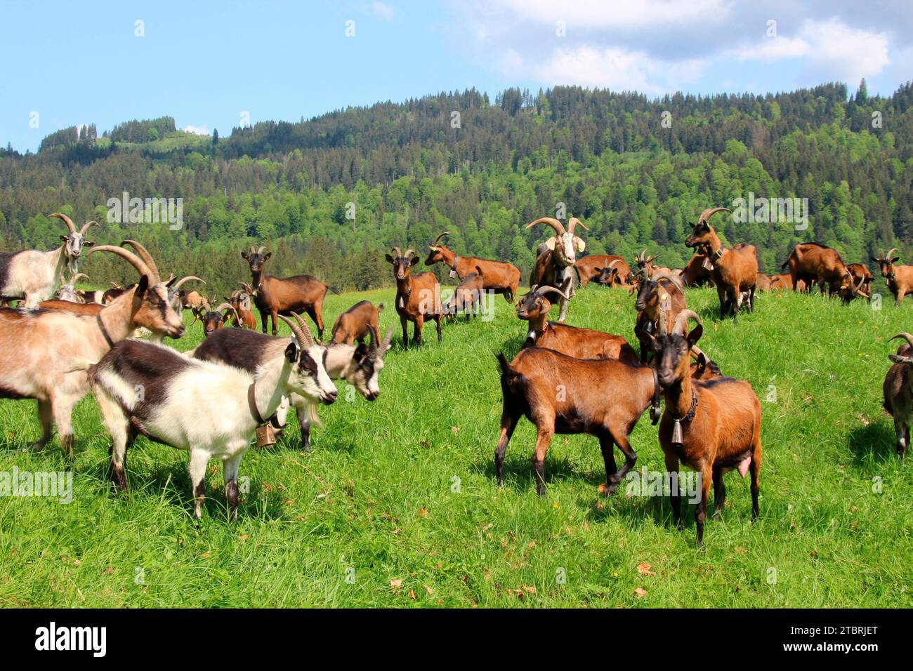 Goats on mountain meadow near Elmau Castle, mixed herd, cultural landscape management, goat herd, grazing, edge of forest, Germany, Bavaria, Upper Bavaria, Mittenwald Stock Photo