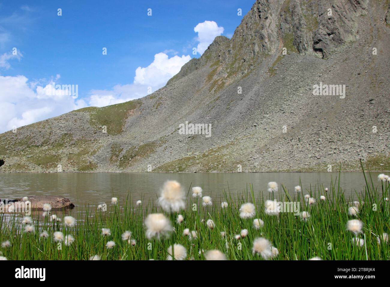 Cotton grass (Eriophorum) at Hundstaller See (2289m), in the immediate vicinity of the Temple of Apollo, hiking tour near Inzing, Innsbruck Land, Stub Stock Photo