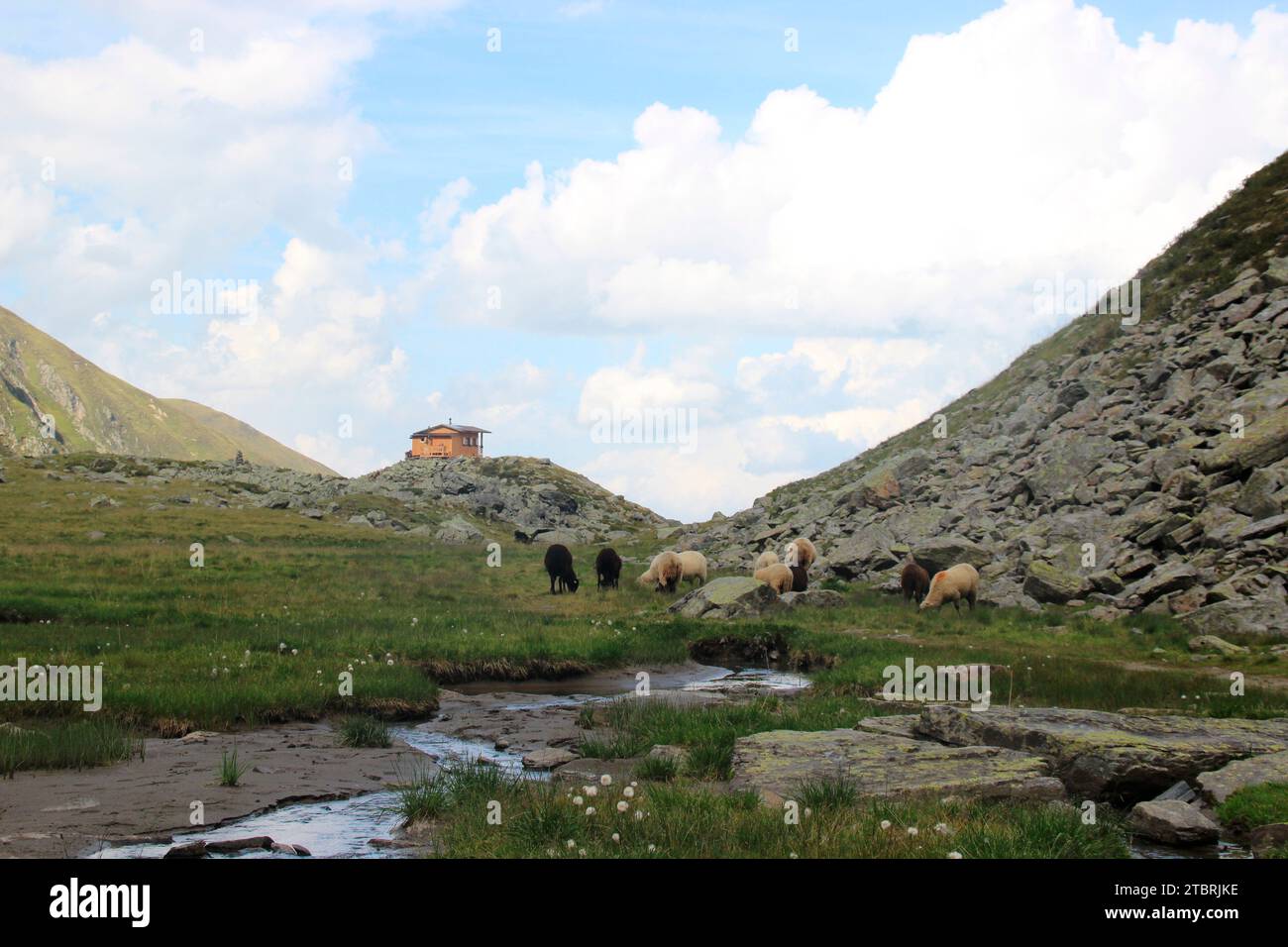 atmospheric course of the Seebach stream on the hiking trail to Hundstaller See (2289m), mountain sheep grazing peacefully, hiking tour near Inzing, I Stock Photo