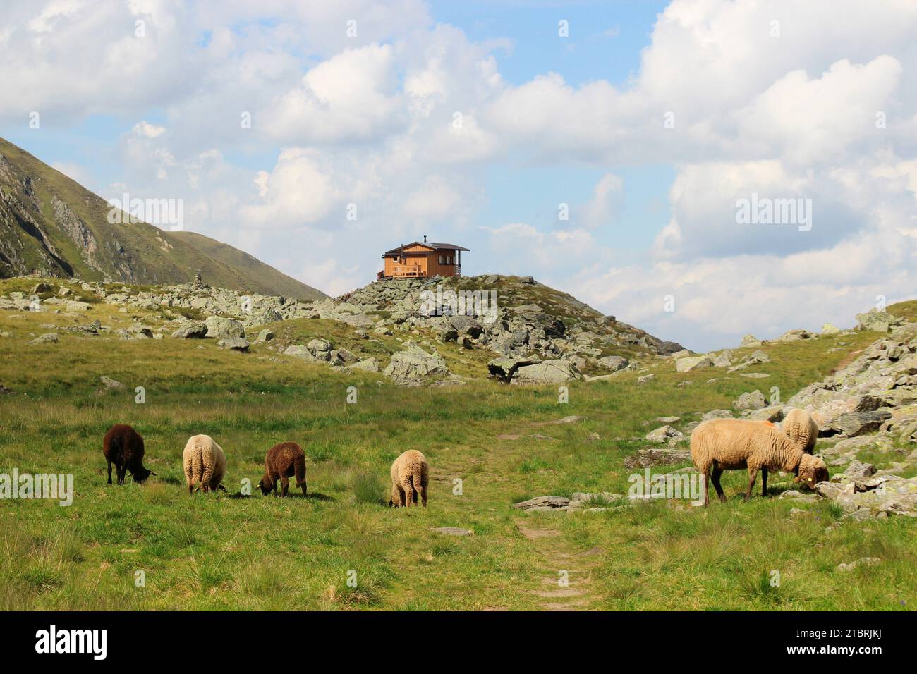 Mountain sheep grazing peacefully in front of a mountain hut on the hiking trail to Hundstaller See (2289m), hiking tour near Inzing, Innsbruck Land, Stock Photo