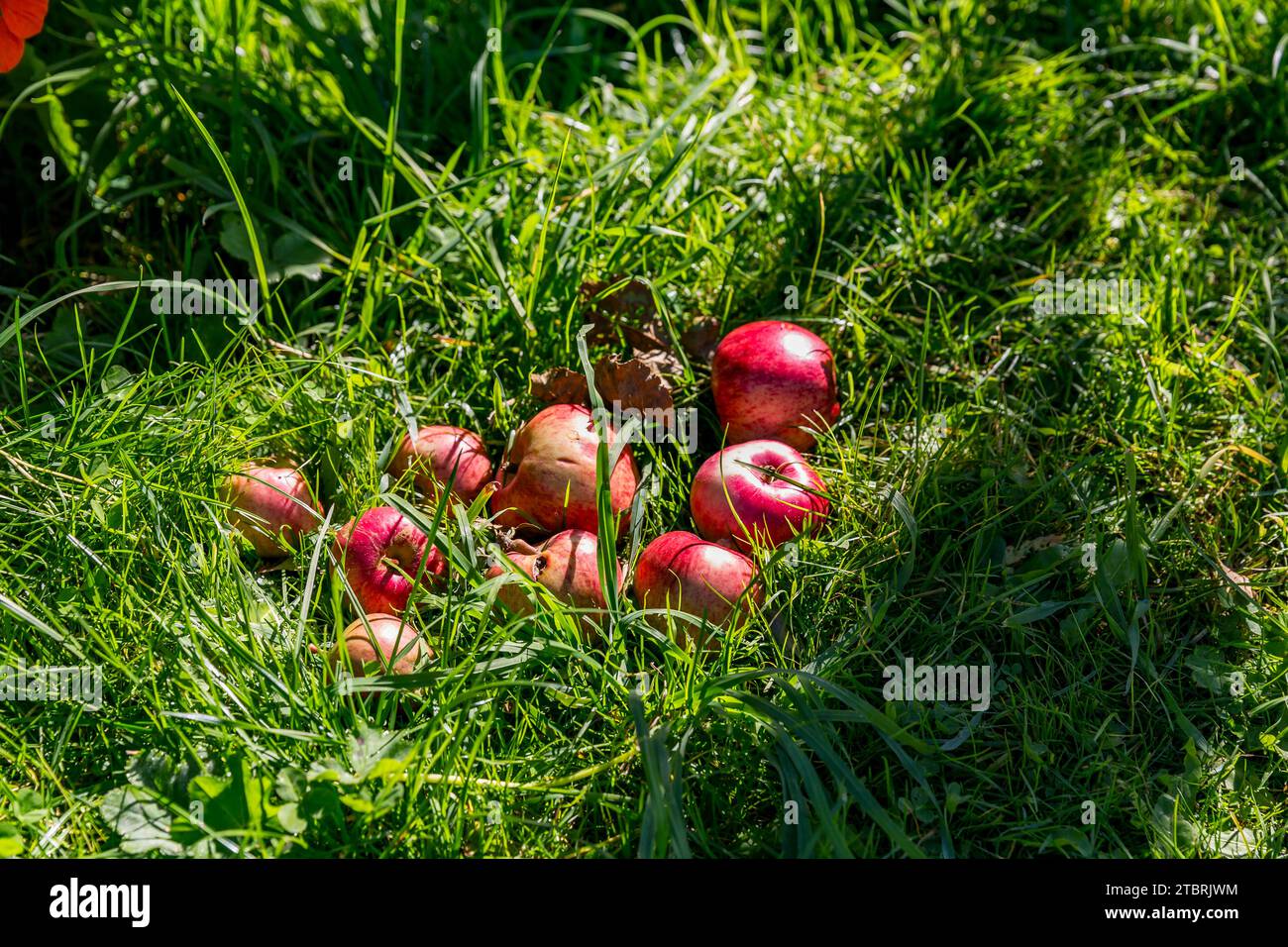 Organic apples in the grass, Kalchkendlalm, Fröstlberg, Rauris, Rauris Valley, Pinzgau, Salzburger Land, Austria Stock Photo