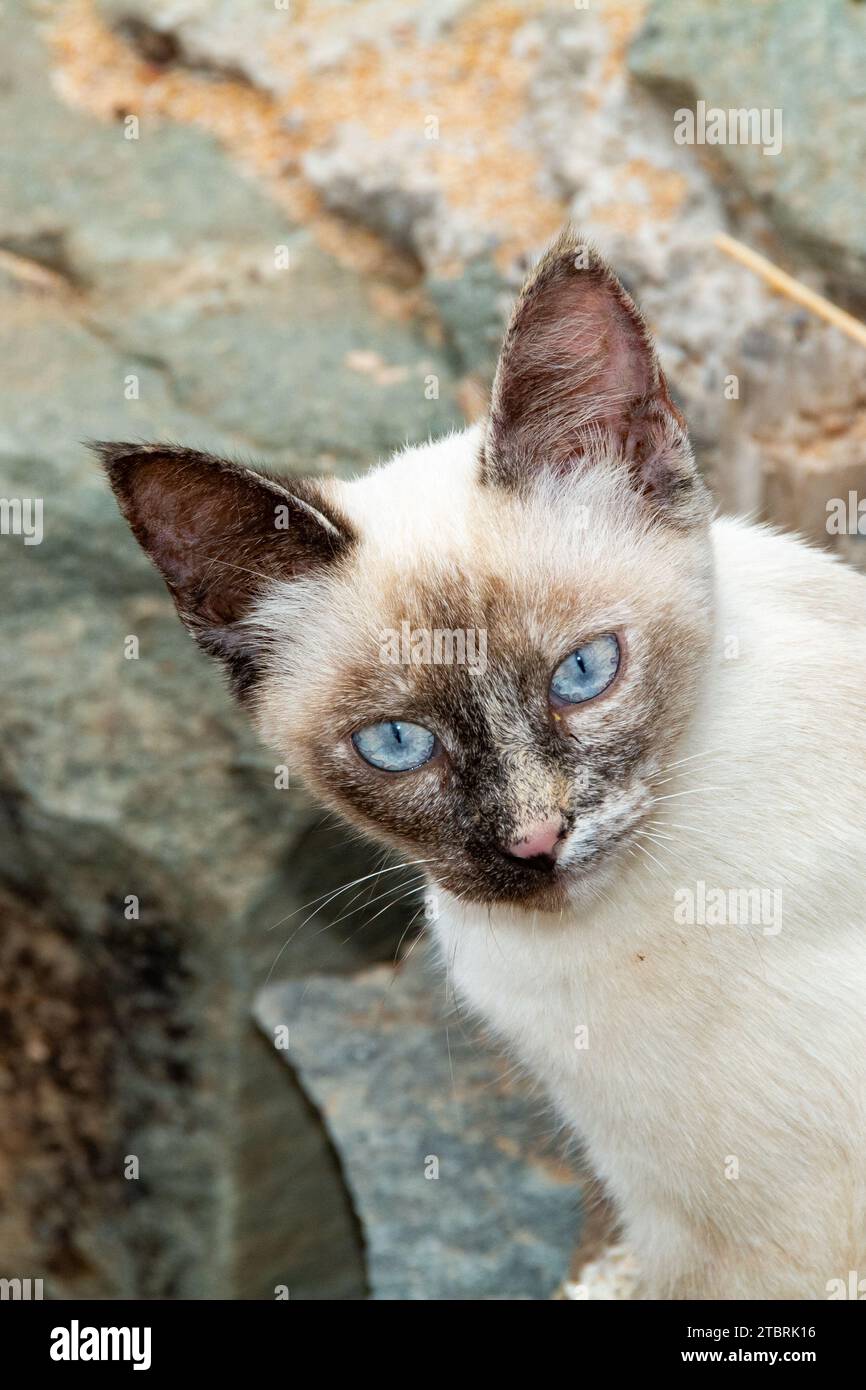 A white street cat with a dark face and blue eyes sits on stones on the Canary Island of Gran Canaria in Spain Stock Photo