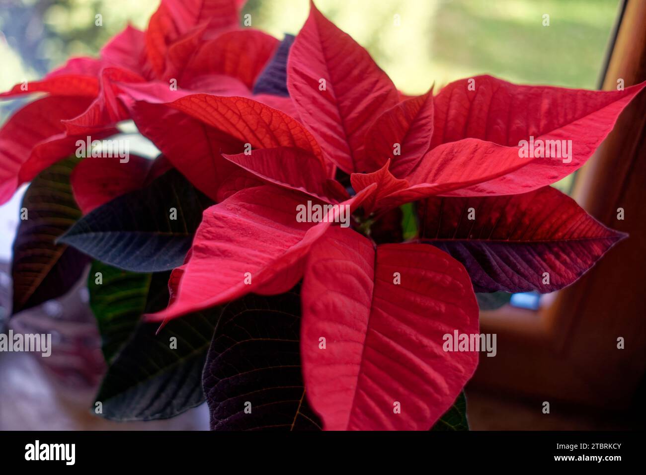 Christmas Floral Decoration: Close-up Of A Poinsettia, Euphorbia 