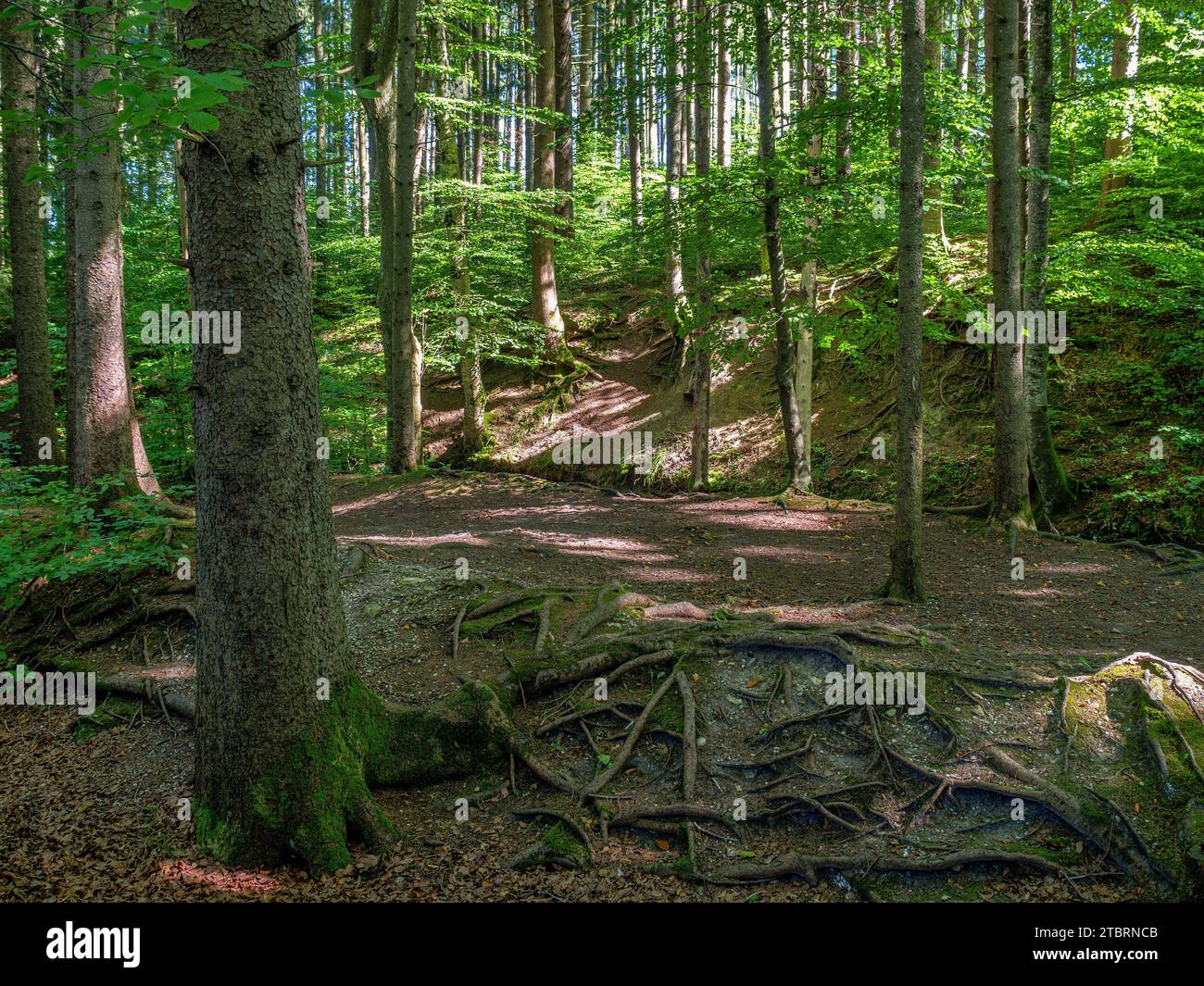 Roots of a tree, Quiet forest scene, Maisinger See, Upper Bavaria, Bavaria, Germany, Europe Stock Photo