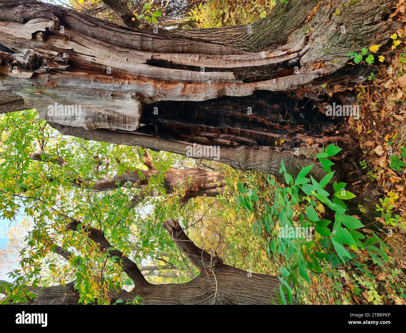 old gnarled chestnut tree, chestnut grove in Wernigerode, Harz, old chestnut trees, Saxony-Anhalt, Germany Stock Photo