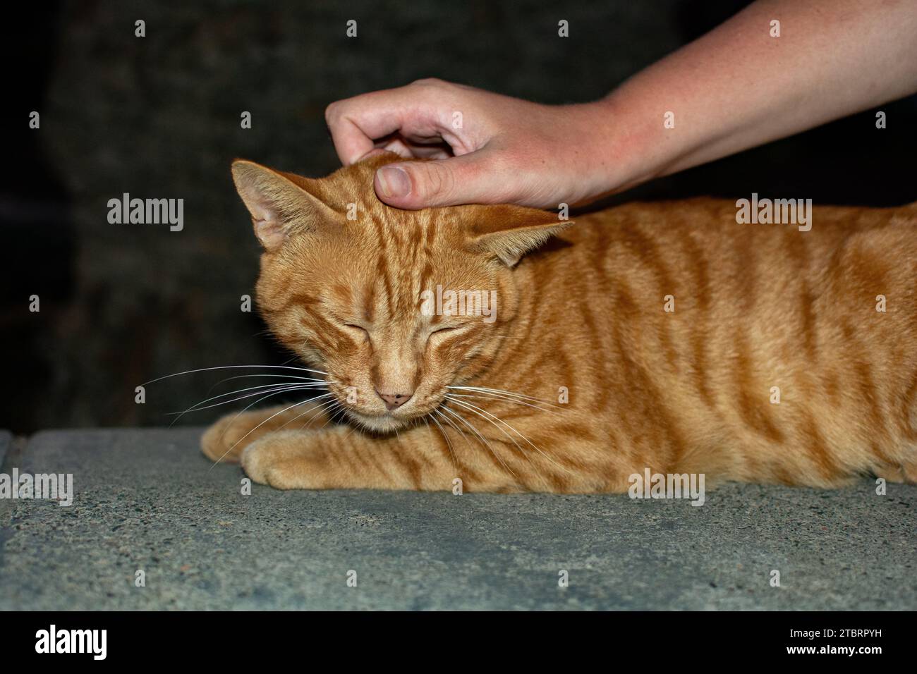 A person pets a wild red and white street cat, on the Canary Island of Gran Canaria in Spain Stock Photo