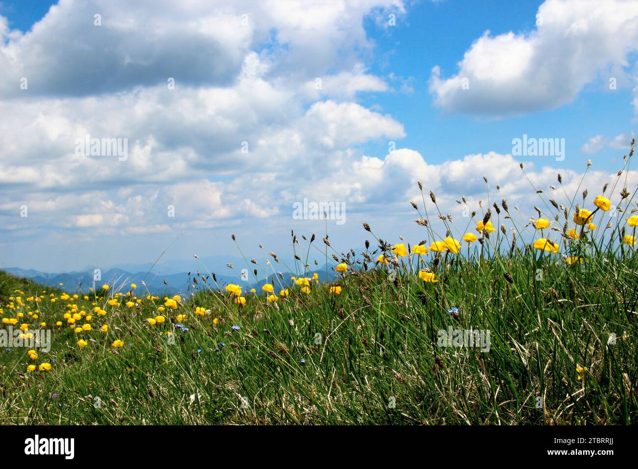 summer hike to the Rofanspitze, summit ridge, mountain ridge with troll flowers (Trollius europaeus) with great cloud atmosphere, Achensee region, Rof Stock Photo