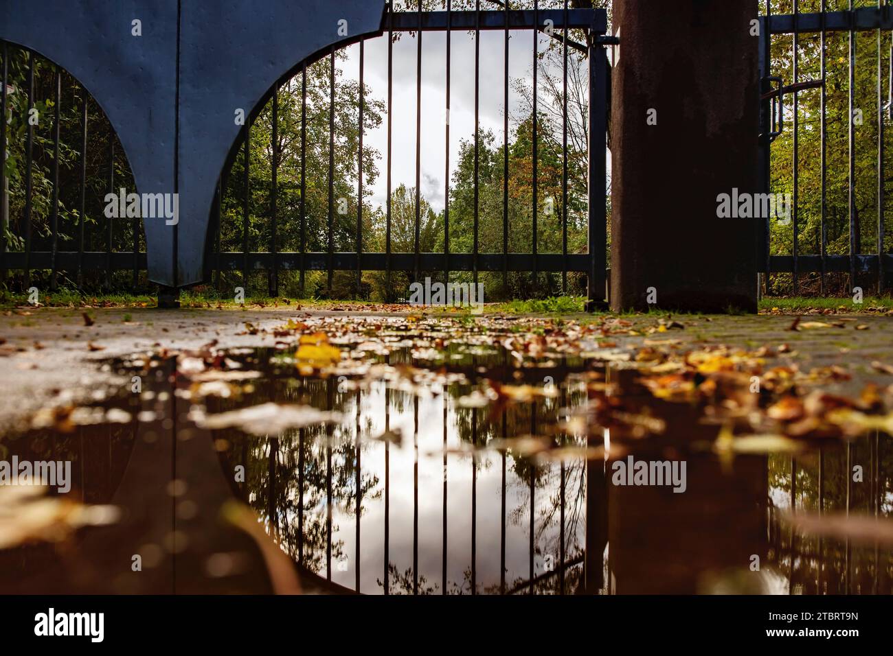 A gate reflected in a puddle covered with leaves. Stock Photo