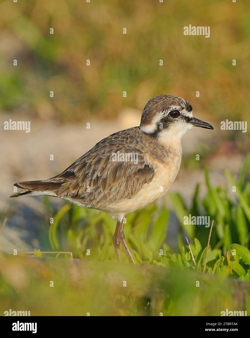 Bot river estuary hires stock photography and images Alamy