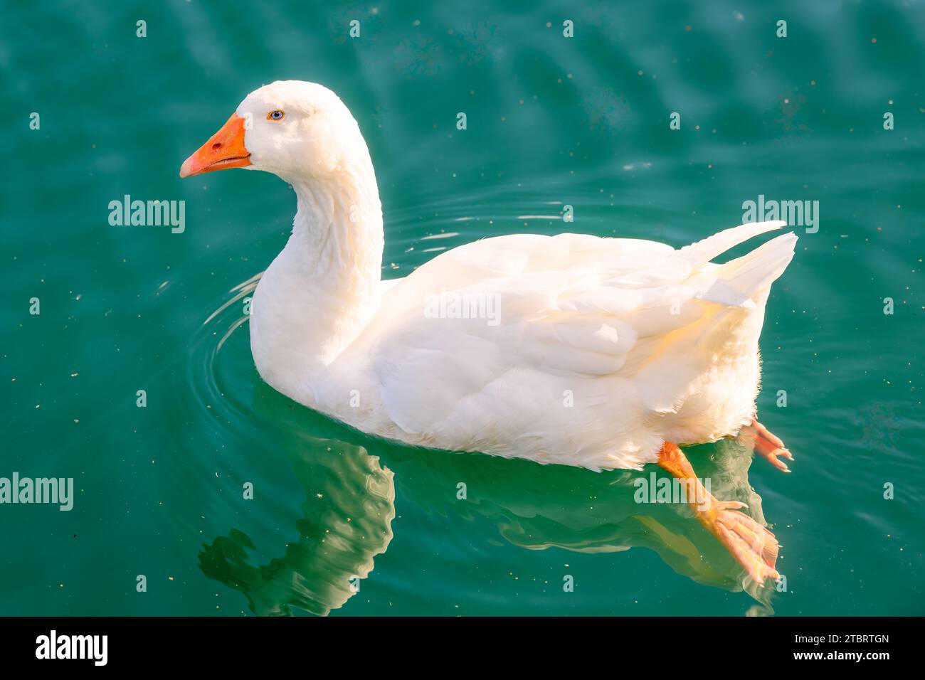 A beautiful white duck swimming in a tranquil body of water, reflecting
