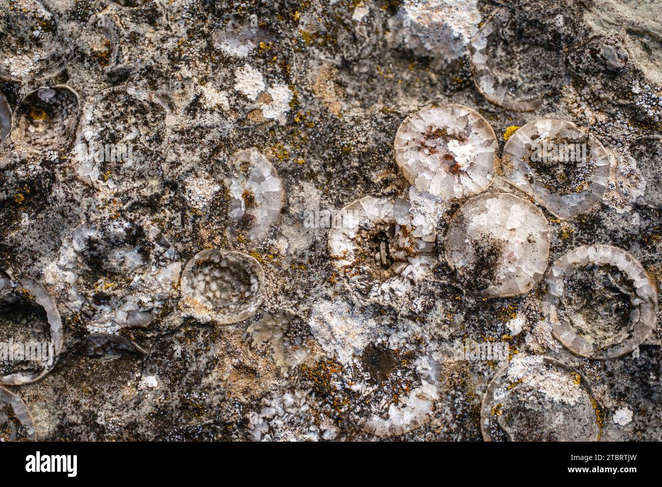 Fossilized shells with silica, Öland, Sweden Stock Photo