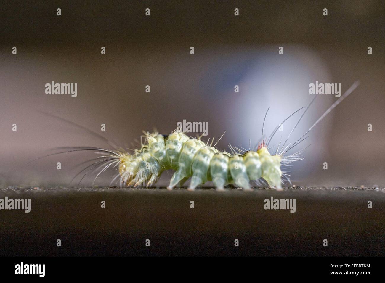 Hairy green caterpillar Stock Photo - Alamy