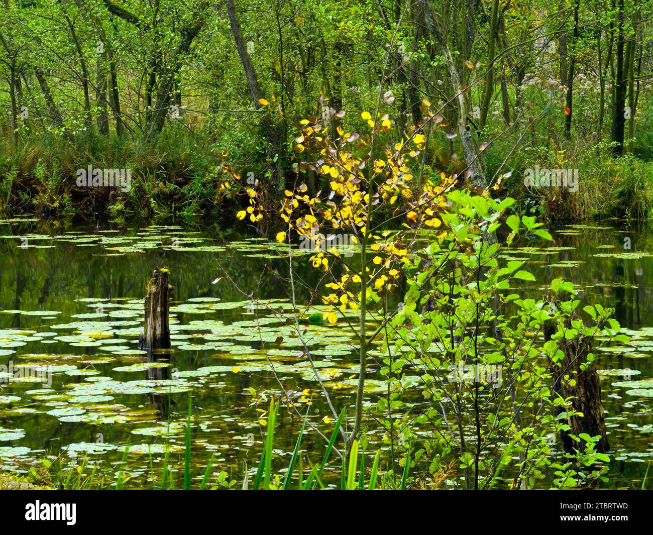 Europe, Germany, Northern Germany, Mecklenburg-Western Pomerania, Mecklenburg Lake District, Müritz National Park, Serrahn Beech Forest UNESCO World Heritage Site, Deadwood and water lilies at Schweingartensee lake Stock Photo