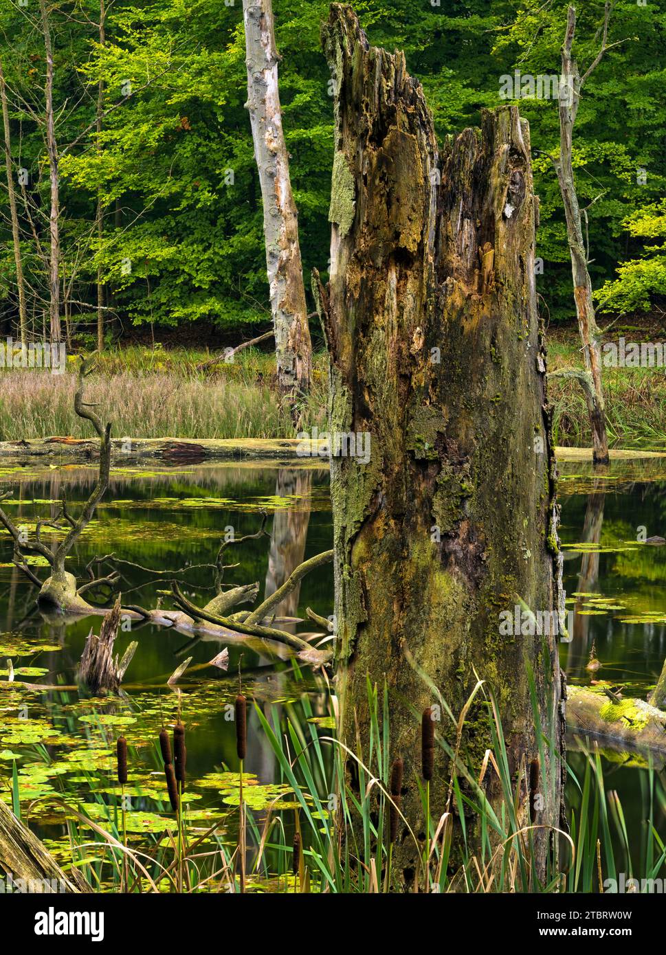 Europe, Germany, Northern Germany, Mecklenburg-Western Pomerania, Mecklenburg Lake District, Müritz National Park, Serrahn Beech Forest UNESCO World Heritage Site, Deadwood and water lilies at Schweingartensee lake Stock Photo