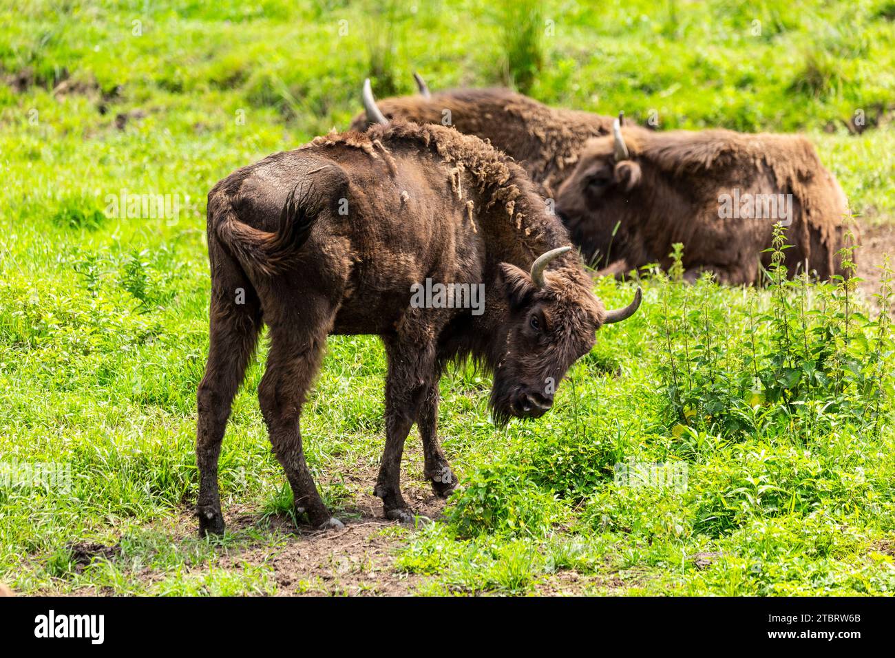 Europe, Poland, Podkarpackie Voivodeship, Zagroda Pokazowa Zubrow / Bison farm in Muczne, Bieszczady Stock Photo