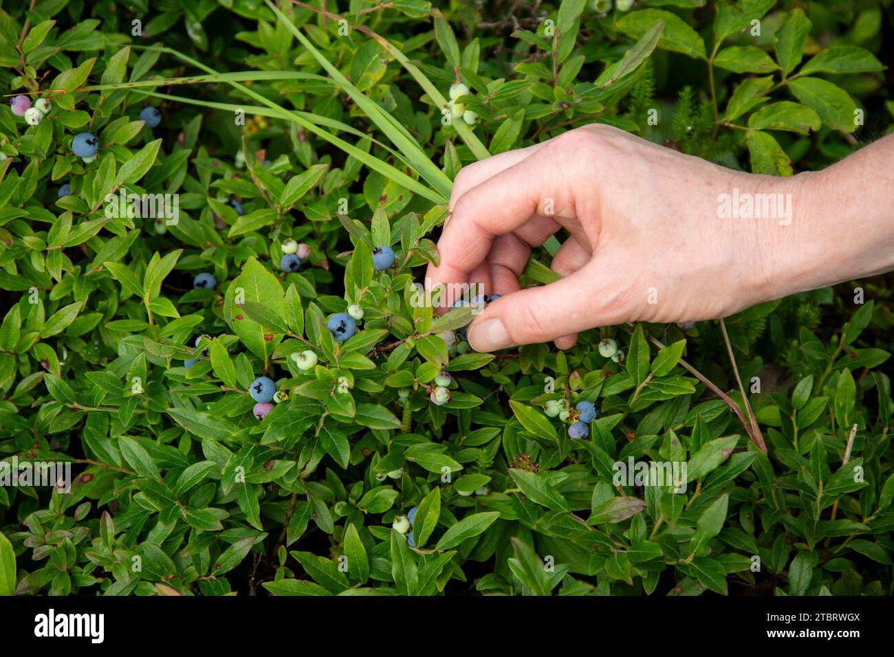 Picking ripe wild blueberries in nature while hiking Stock Photo - Alamy
