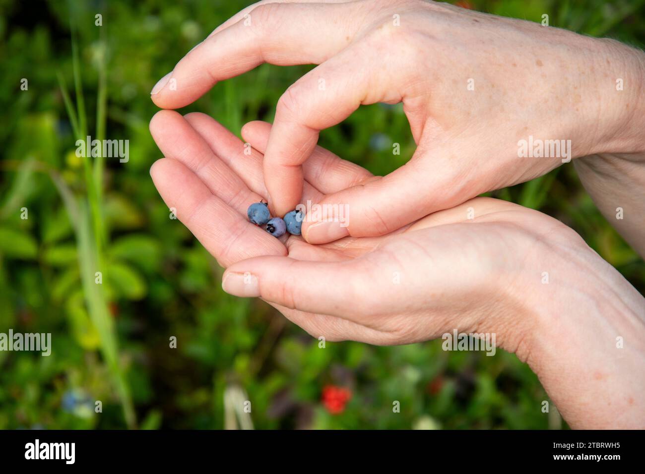 Picking ripe wild blueberries in nature while hiking Stock Photo - Alamy