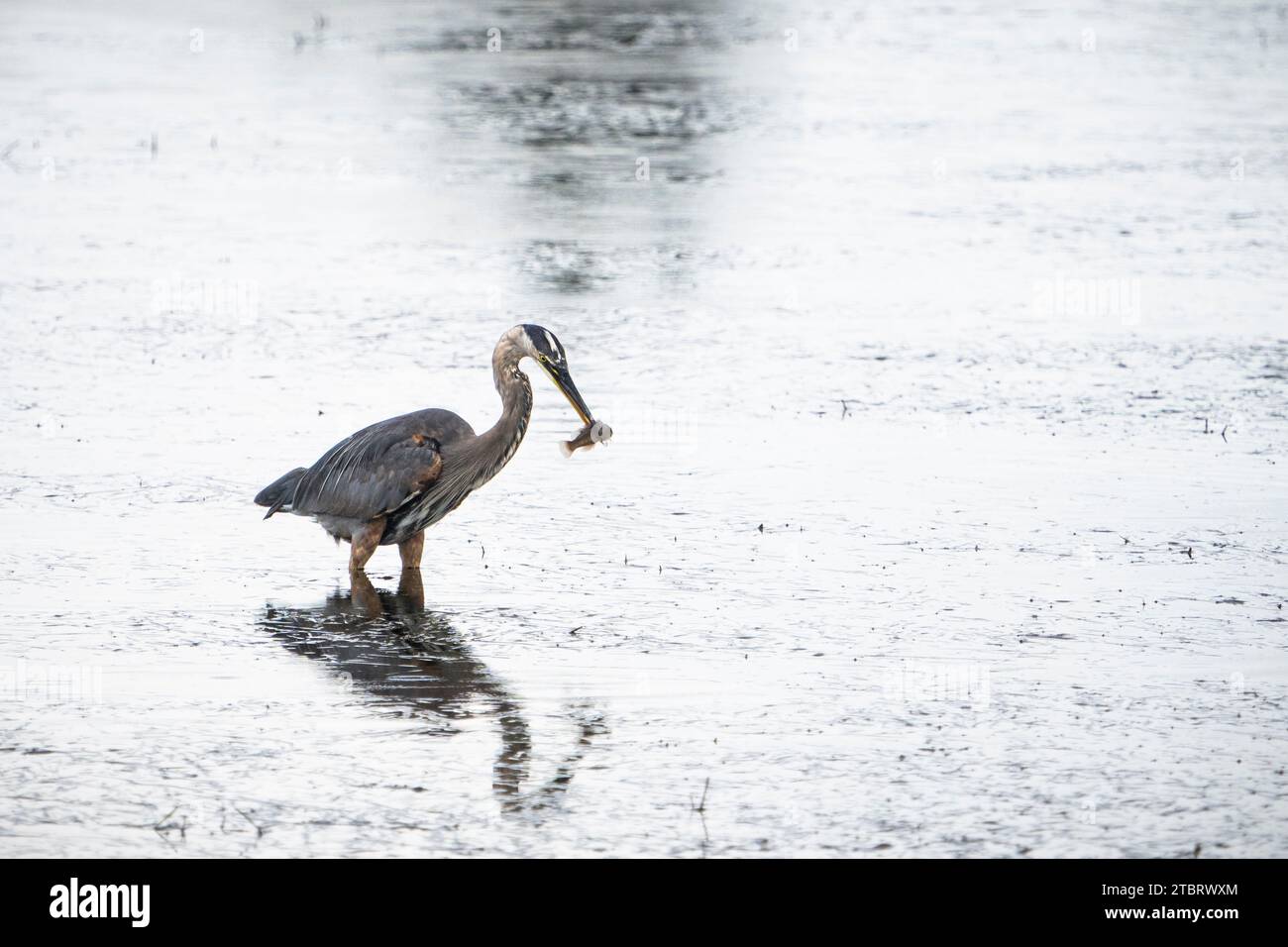 Great blue heron hunting for fishes in a marsh Stock Photo