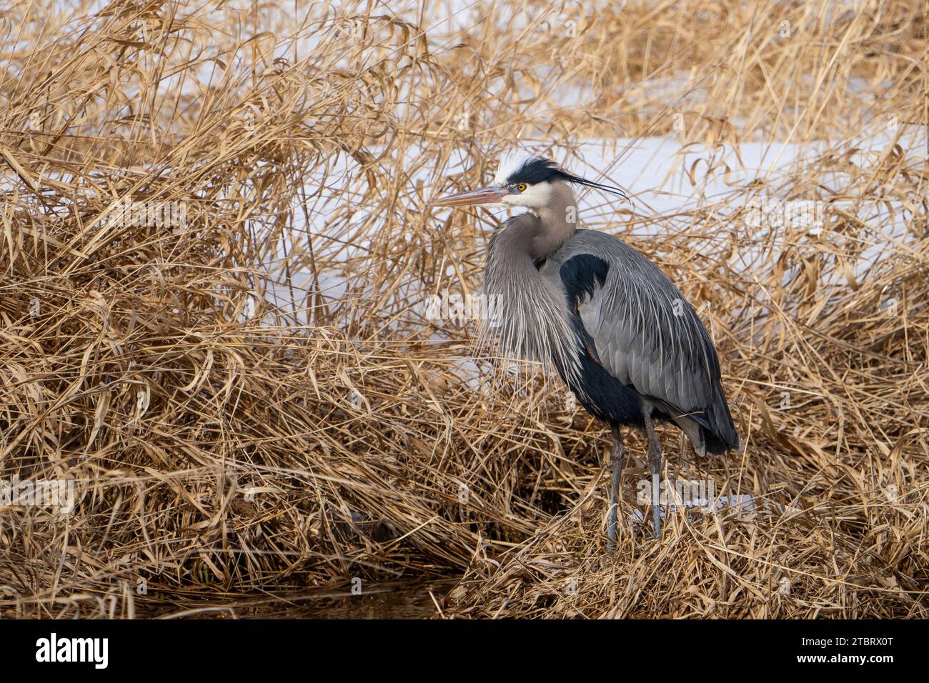 Great blue heron resting in a marsh Stock Photo
