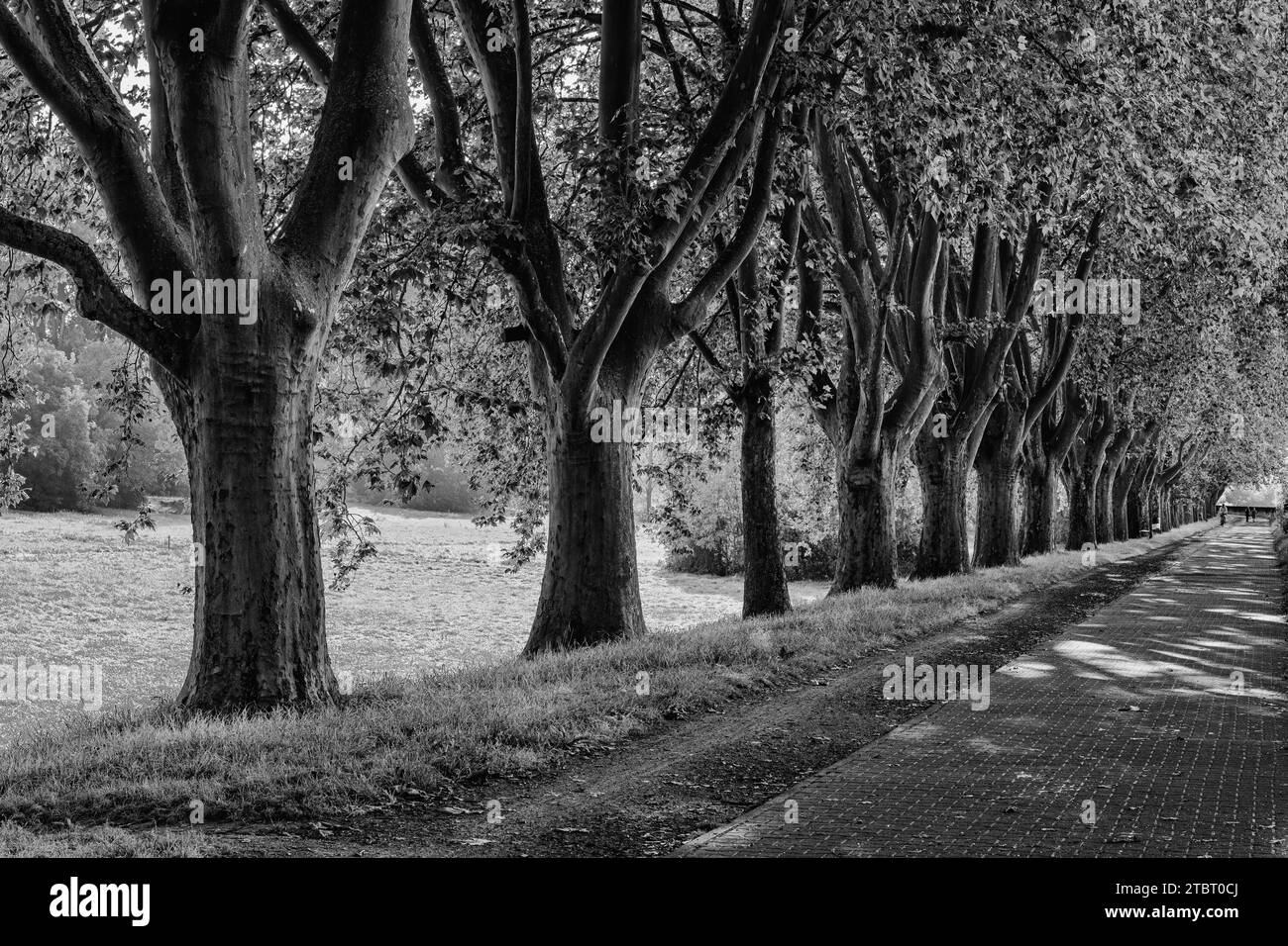 Germany, Hesse, Wiesbaden - Schierstein, local recreation area with avenue at Schierstein harbor, also called Schierstein Riviera Stock Photo