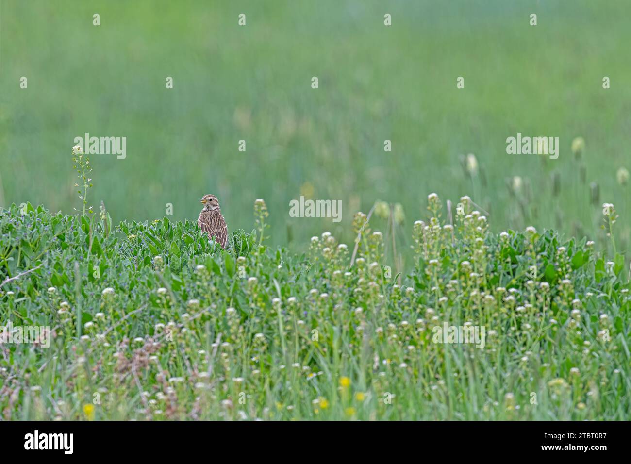 Egyptian bunting (Emberiza calandra) among green grasses. Blurred background. Stock Photo