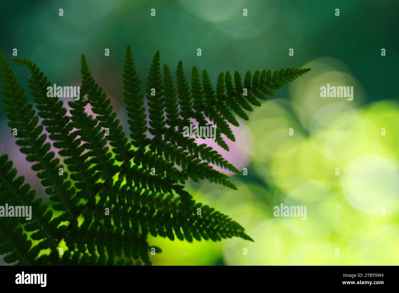 Europe, Germany, Hesse, Waldecker Land, Kellerwald-Edersee National Park, common lady-fern (Athyrium filix-femina) in backlit Stock Photo