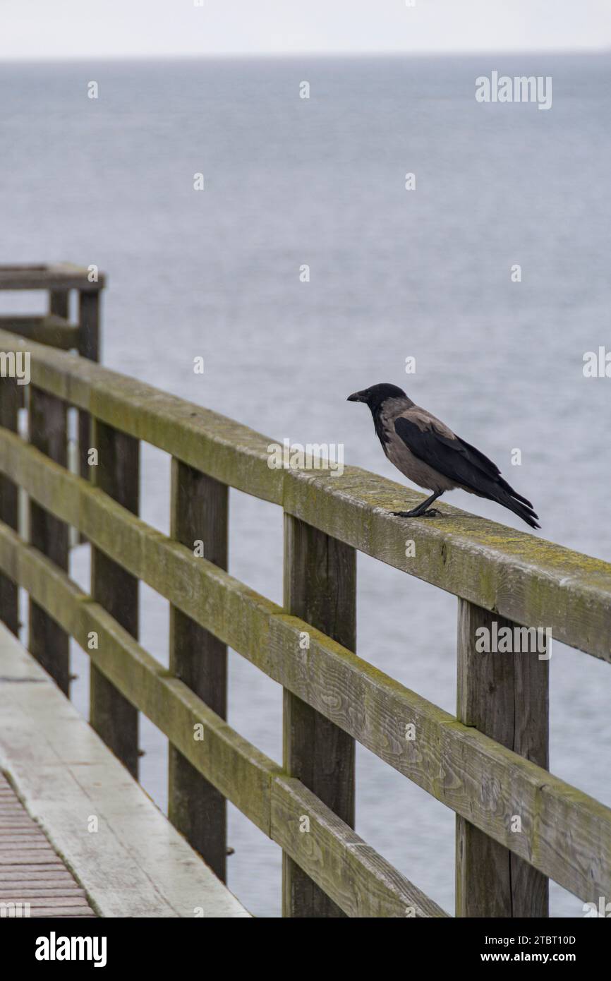 Germany, Mecklenburg-Western Pomerania, Usedom Island, pier, railing, fog crow Stock Photo