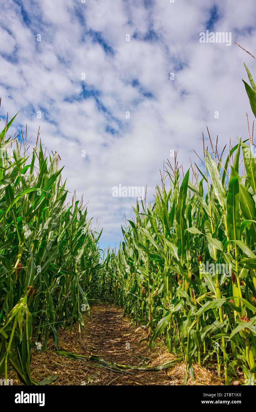 View of a feld with green corn plants against the cloudy blue sky Stock Photo