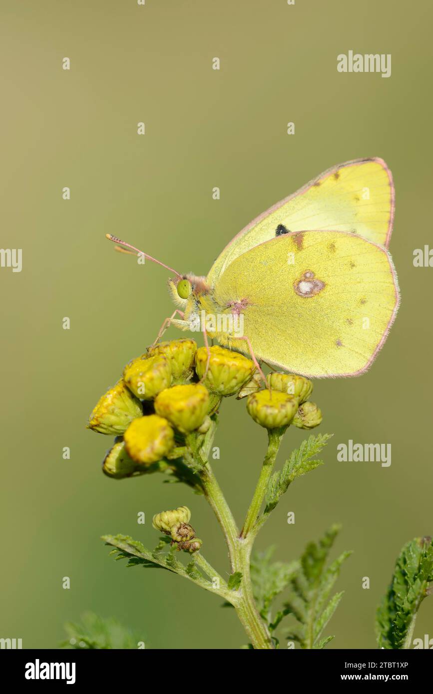 Golden eight (Colias hyale) on flowers of tansy (Tanacetum vulgare), North Rhine-Westphalia, Germany Stock Photo