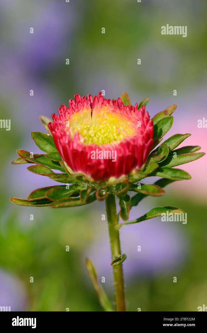 Summer aster or garden aster (Callistephus chinensis), flower Stock Photo